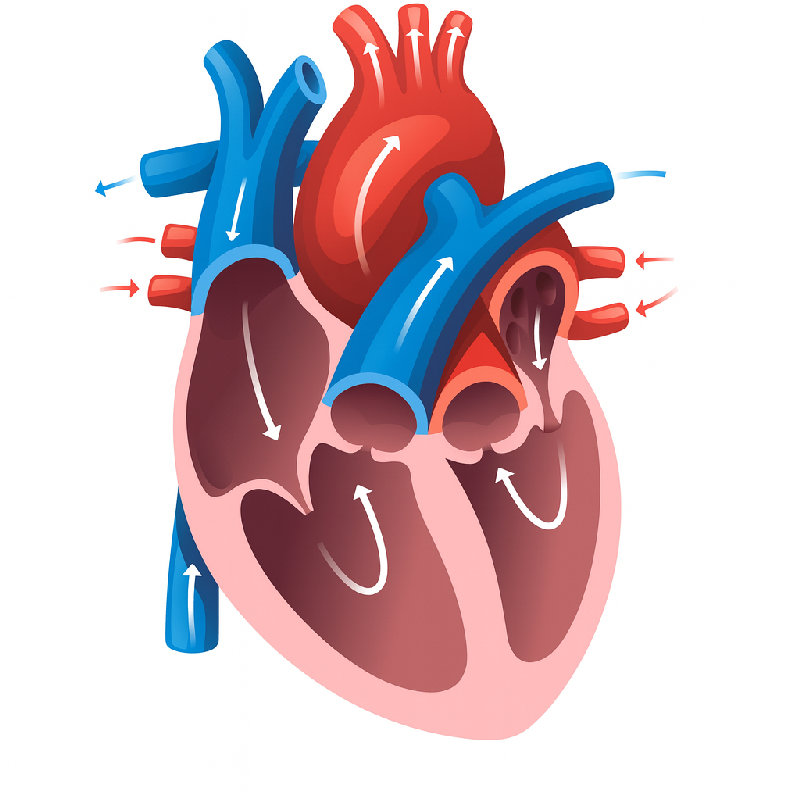 心脏由四个腔室组成。