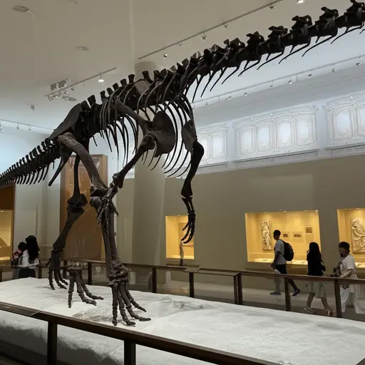 我在博物馆里看到了恐龙的骨头。