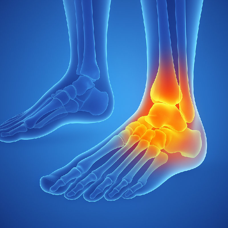 脚踝关节连接腿和脚。