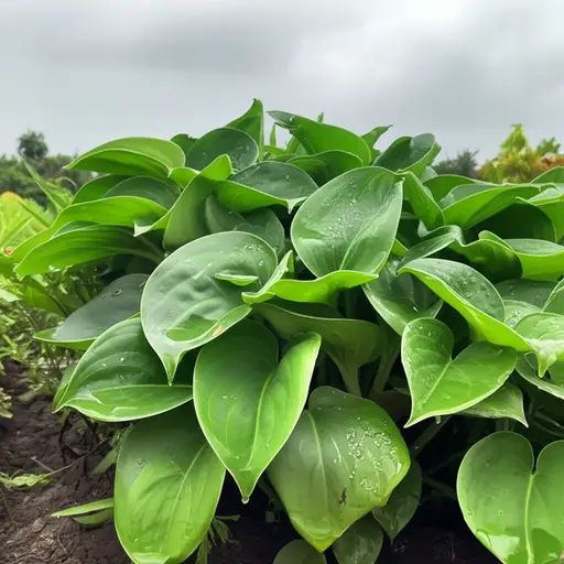 我们这一周雨水很多，所以花园不需要浇水。