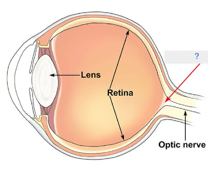 盲点位于视神经离开眼球的部位。