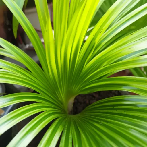 这是一株非常漂亮的植物。