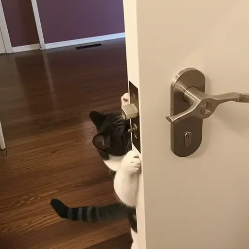 这只猫会自己开门。