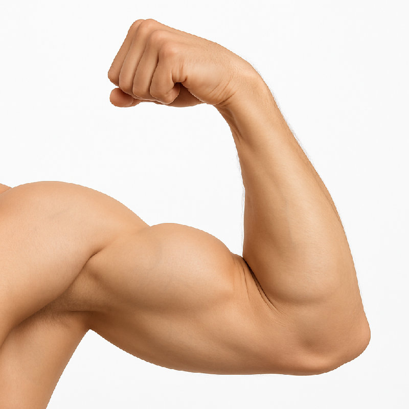 当你弯曲肘部时，肱二头肌会收缩。