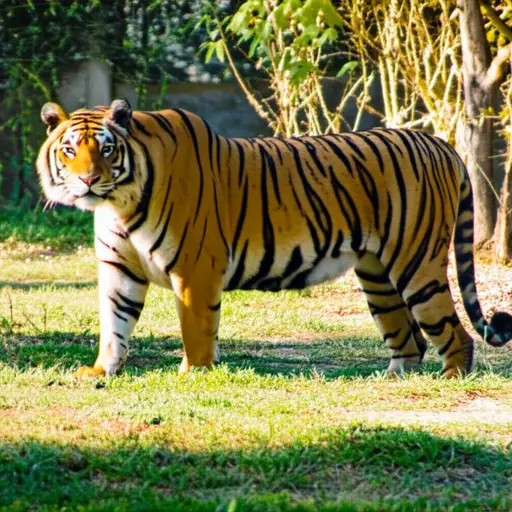 看！那是一只老虎。