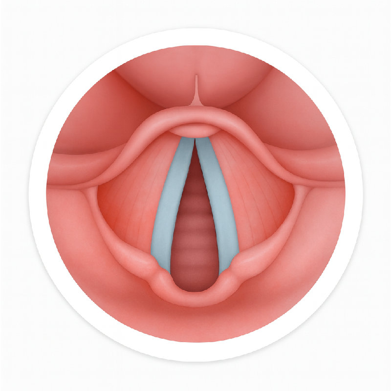 声带通过振动产生声音。