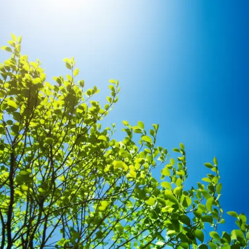 天气晴朗，微风纯净而清新。