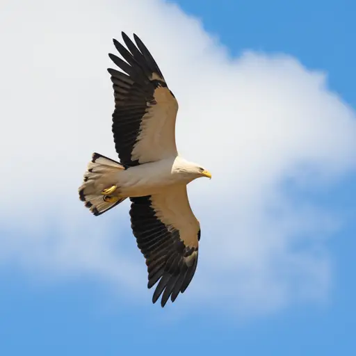 老鹰展开翅膀，翱翔入天空。