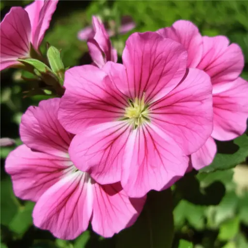 花园里的花是可爱的粉色。