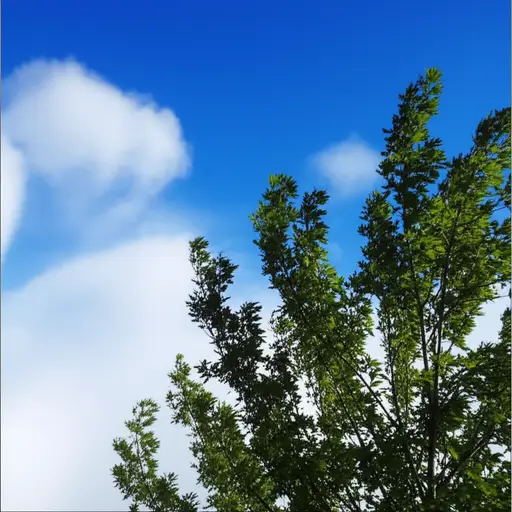 今天风从北方吹来。