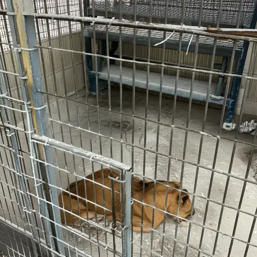 过去，动物园对待动物相当糟糕。