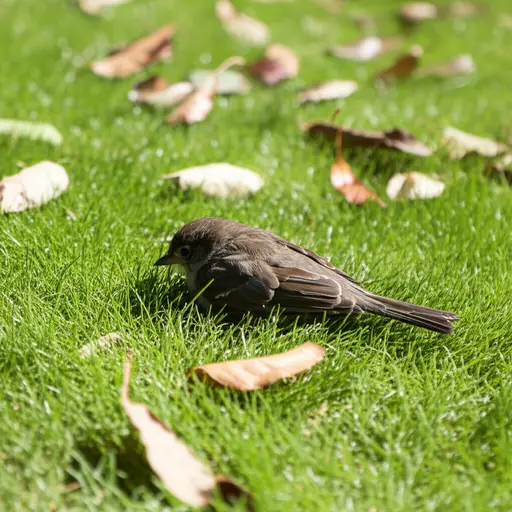 我们发现一只死鸟在后院。