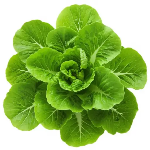 这种生菜的叶子非常柔软鲜嫩。