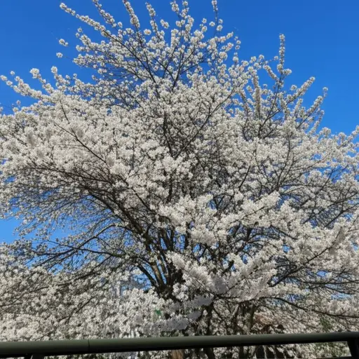 从我们的阳台，可以看到一棵覆盖着白色花朵的大樱桃树。