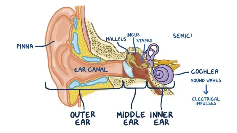 ear