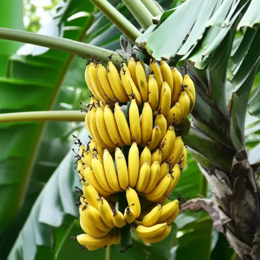 香蕉通常是黄色的。