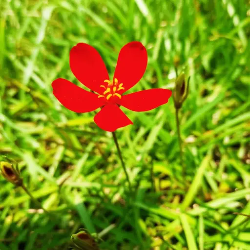 这朵小红花是我的最爱。