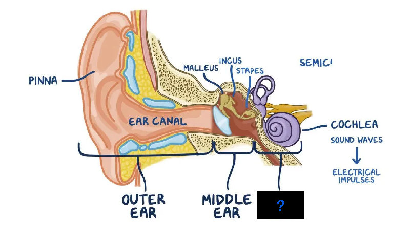 内耳对听力和保持平衡都很重要。