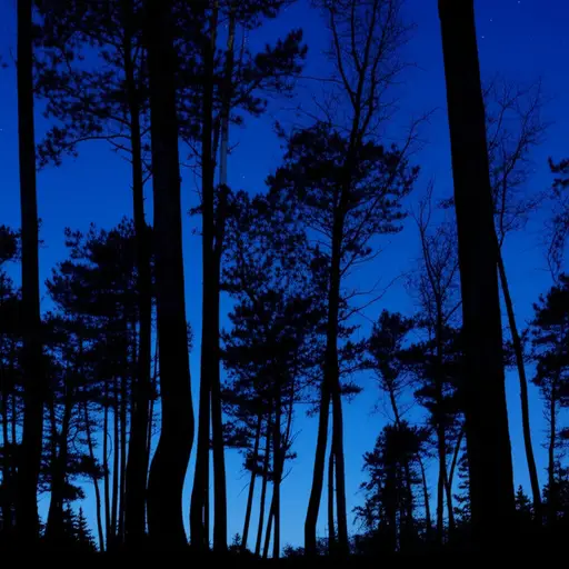 夜幕降临，黑暗笼罩了森林。