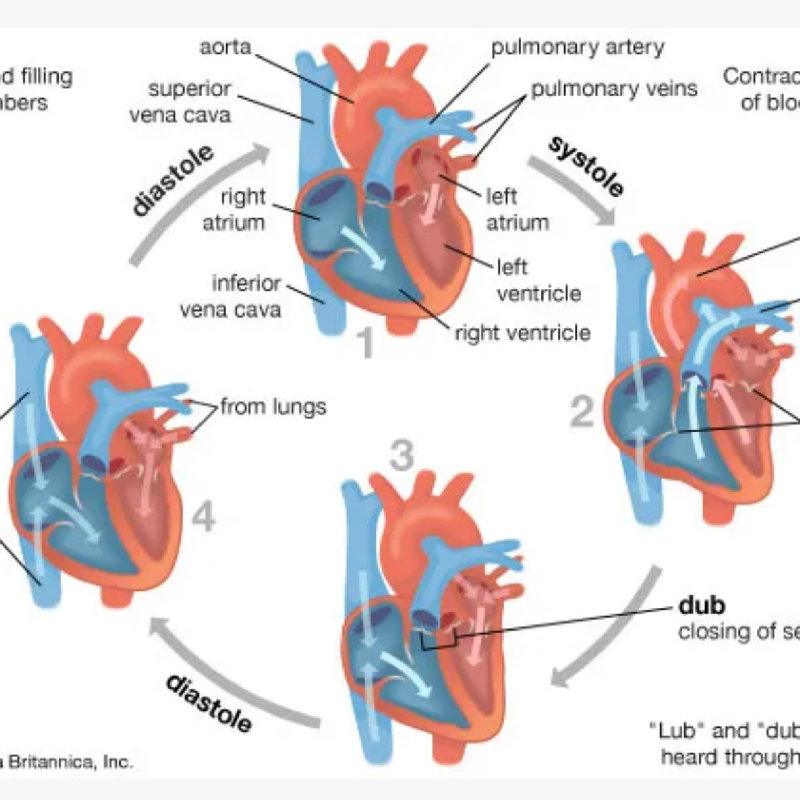 心脏通过收缩和舒张来推动血液循环。