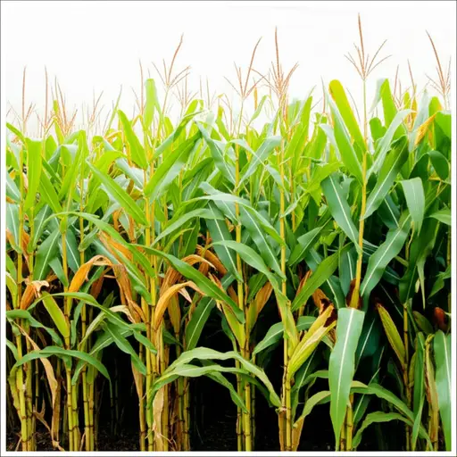 田地里长满了成熟的玉米。