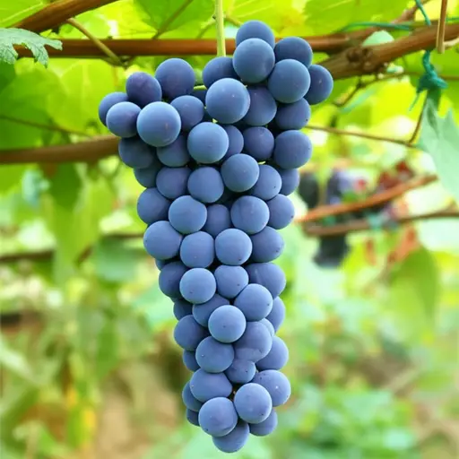 葡萄是紫色的。