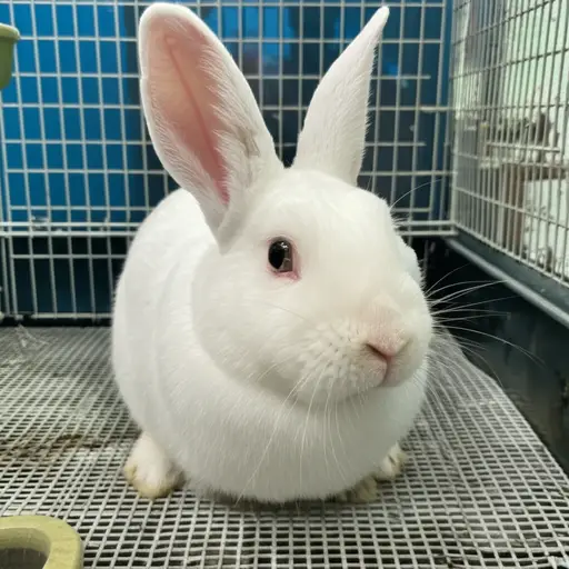 不应把兔子单独留下太久。