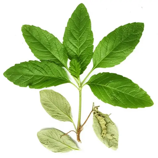 这种古老的草药是一种有效的药物。