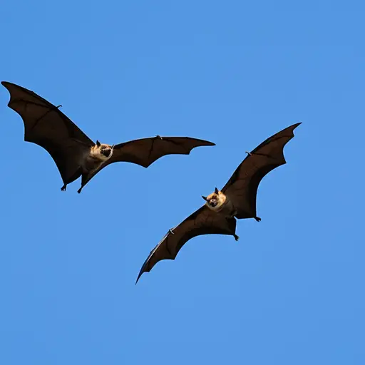 蝙蝠在夜空中俯冲。