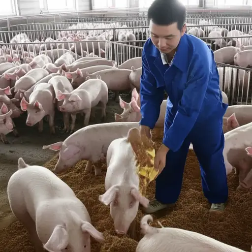 他在一个养猪场工作。