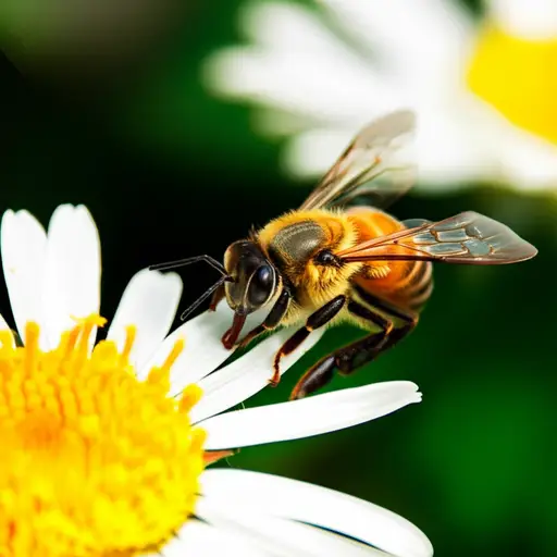 蜜蜂是一种有益的昆虫。