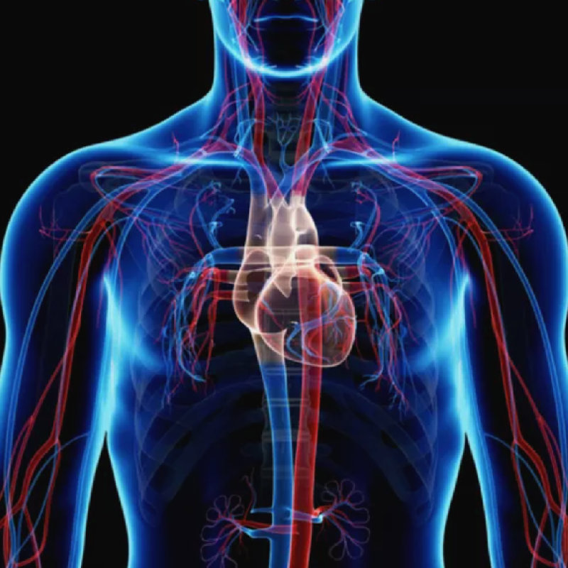 心脏不断地泵血到全身。