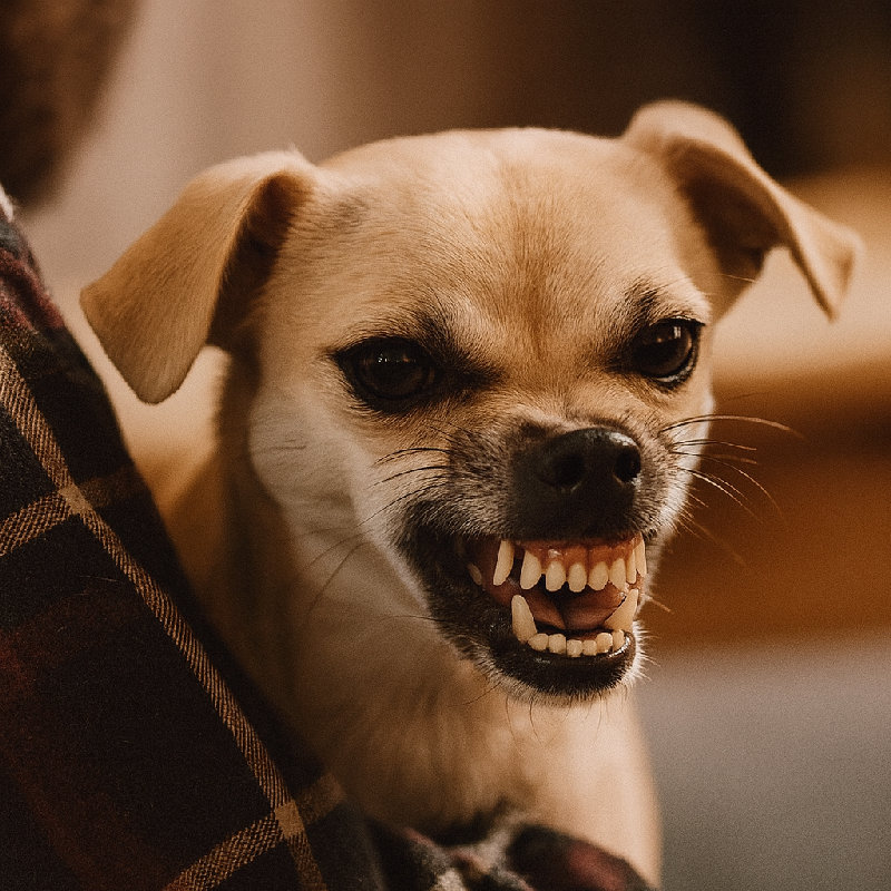 狗对陌生人呲牙咆哮。