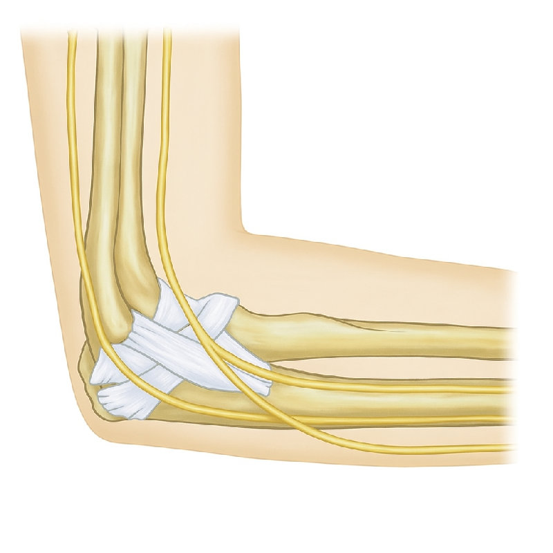肘部周围的韧带为关节提供了稳定性。