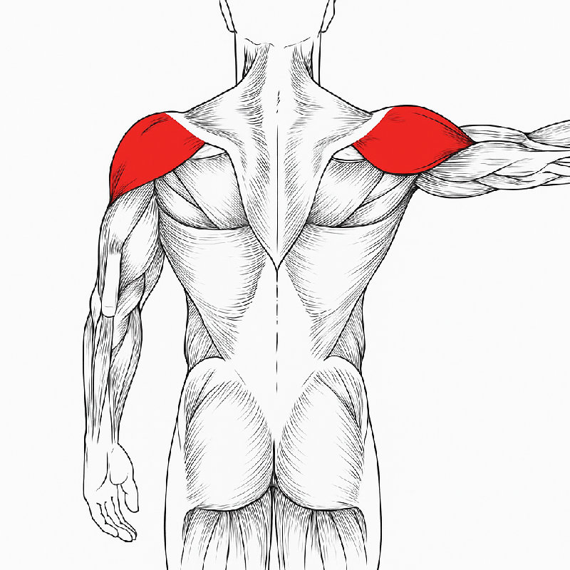 三角肌帮助把胳膊向侧面抬起来。