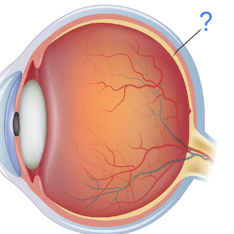 视网膜是眼睛后部的一层薄薄的组织。