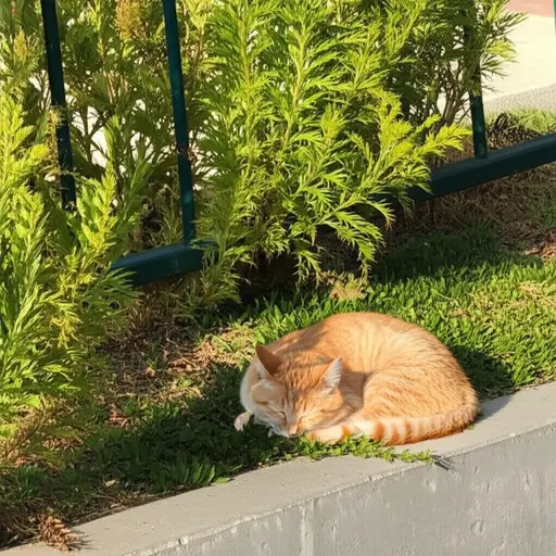 猫在花园外面睡觉。
