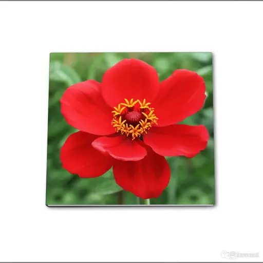 这本书的封面上有一朵花。