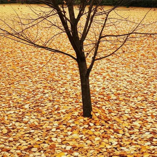 所有的叶子都从树上掉下来了。