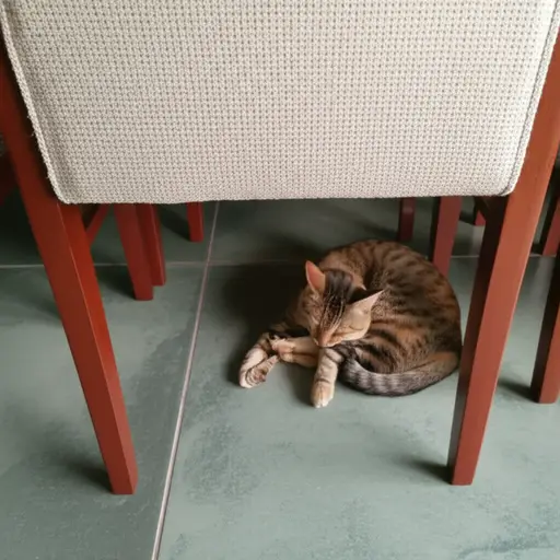 猫喜欢睡在椅子下面。