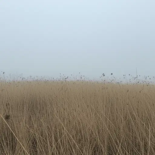 一阵冰冷的风吹过田野。