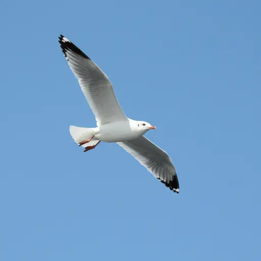 因为在我看来，蓝色象征着自由。