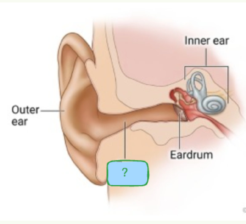 耳道是连接外耳与中耳的管道。