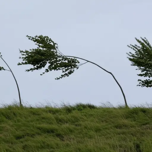 强风让这些小树苗几乎弯到了地面。