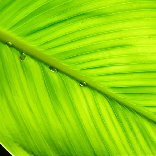 植物吸收二氧化碳。