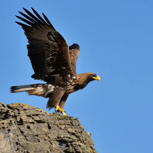 老鹰起飞，拍打翅膀以升高。