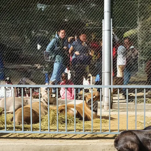 我认为这些目的可以为动物被关起来的事实开脱。