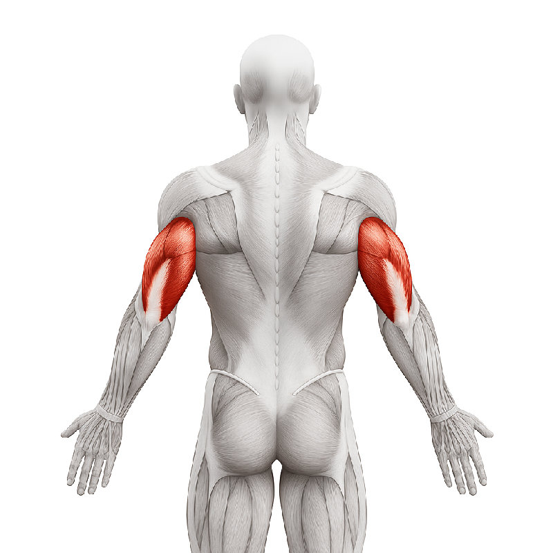 肱三头肌是上臂后部的一块大肌肉，用来伸直手肘。