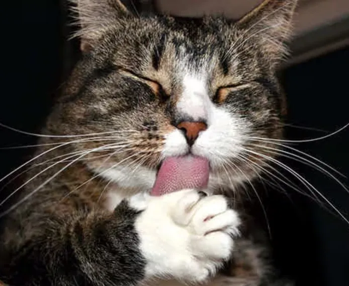 猫用舌头舔了它的爪子。