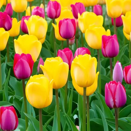 整个春天里，这些花都很美。